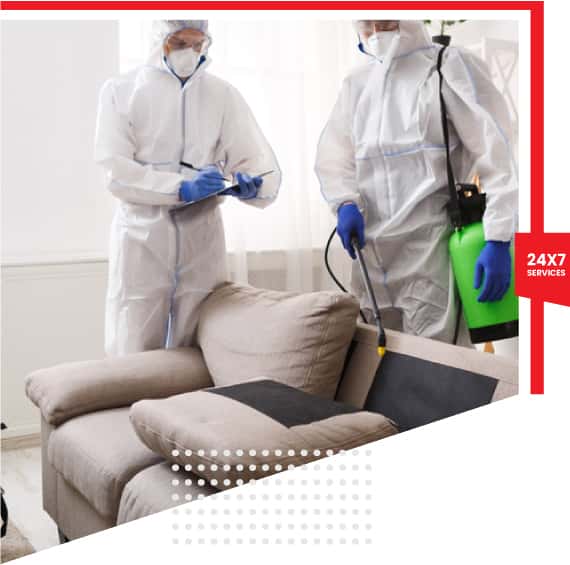 Pest Services We Provide In Saint Lucia
